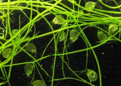 Фото Пузырчатка горбатая Utricularia gibba  (photo#42270)