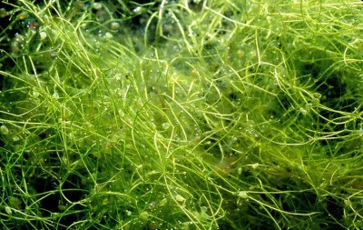 Фото Пузырчатка горбатая Utricularia gibba  (photo#42271)