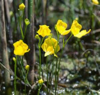 Фото Пузырчатка горбатая Utricularia gibba  (photo#42272)