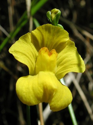 Фото Пузырчатка горбатая Utricularia gibba  (photo#42273)