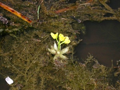 Фото Пузырчатка звездчатая Utricularia stellaris  (photo#42420)