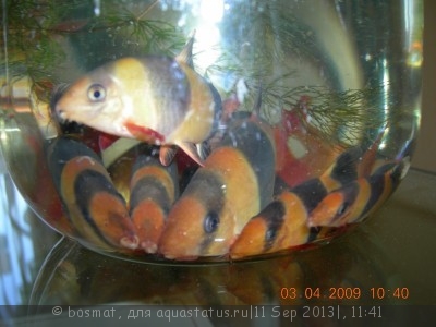 Мой аквариум Боцарий 280 литров bosmat  - 1c5ff79557ab.jpg