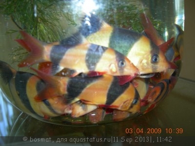 Фото Мой аквариум Боцарий 280 литров bosmat  (photo#42919)