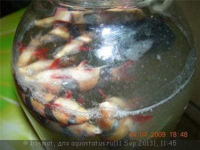 Мой аквариум Боцарий 280 литров bosmat  - 858396257c99.jpg