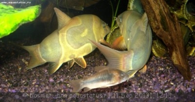 Фото Мой аквариум Боцарий 280 литров bosmat  (photo#42922)