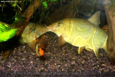 Фото Мой аквариум Боцарий 280 литров bosmat  (photo#42926)