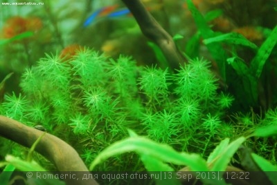 Опознание аквариумных растений - DSC_4505.JPG