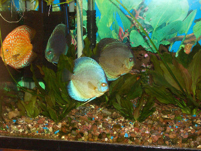 Фото Мои пресноводные аквариумы Сергей  (photo#43)