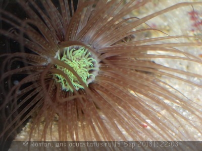 Фото морских аквариумов и обитателей