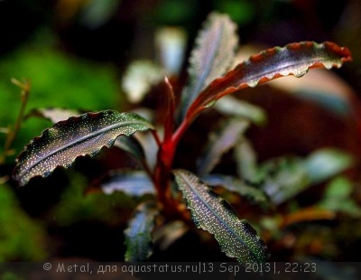 Фото аквариумных растений