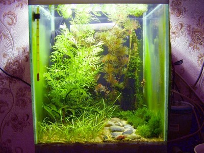 Мини аквариум 30 литров greblin  - DSCF7733.jpg