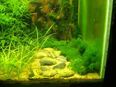 Фото Мини аквариум 30 литров greblin  (photo#4340)