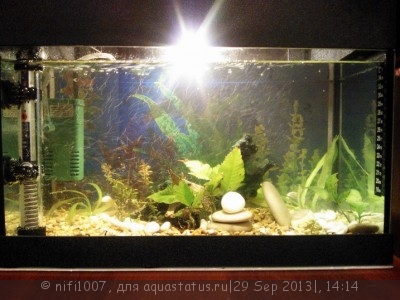 Опознание аквариумных растений - WP_000596.jpg
