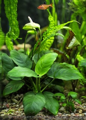 Фото Анубиас бартера Anubias barteri var. barteri  (photo#44438)