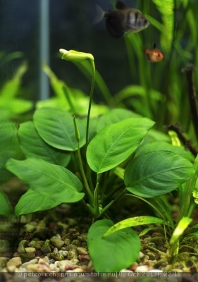 Фото Анубиас бартера Anubias barteri var. barteri  (photo#44439)