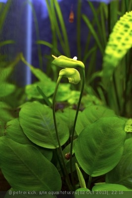 Фото Анубиас бартера Anubias barteri var. barteri  (photo#44440)