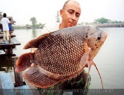 Помогите опознать рыбку опознание рыб  - a_Giant_Gourami.jpg