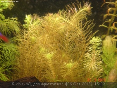 Опознание аквариумных растений - DSC04922.JPG