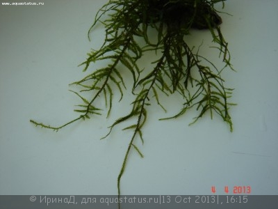 Опознание аквариумных растений - DSC04938.JPG