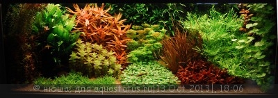 Правила размещения аквариумных растений - 1_dsc2892.jpg