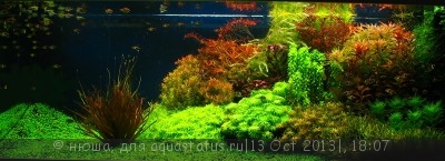 Правила размещения аквариумных растений - 1_Fluo01.jpg