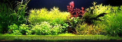 Правила размещения аквариумных растений - 56724facffba7d23d.jpg