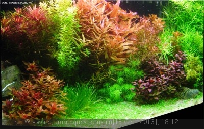 Правила размещения аквариумных растений - holandes-cattv-centro.jpg