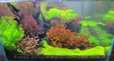 Правила размещения аквариумных растений - Resizedside3202013_zpsa0c72a4d.jpg