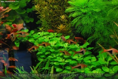 Правила размещения аквариумных растений - Lobelia-cardinalis-Mini.jpg