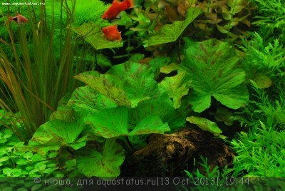 Правила размещения аквариумных растений - Nymphaea-lotus-green.jpg