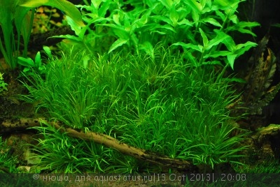 Правила размещения аквариумных растений - Blyxa-japonica.jpg