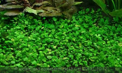 Правила размещения аквариумных растений - Marsilea-quadrifolia.jpg