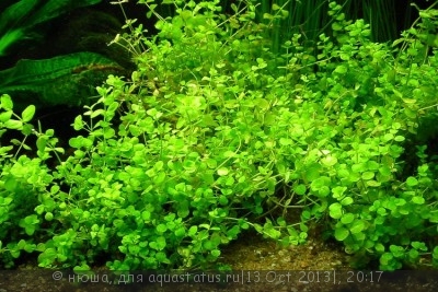 Правила размещения аквариумных растений - Micranthemum_umbrosum.jpg