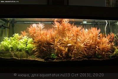 Правила размещения аквариумных растений - 652_African_Green_Hygro_Ammania_gracilis.e.jpg
