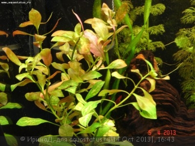 Фото Опознание аквариумных растений (photo#44835)