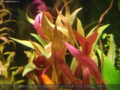 Опознание аквариумных растений - DSC04950.JPG