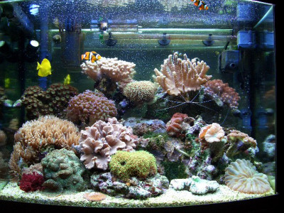 Морской аквариум риф в 120 литрах (Морозов Алексей)