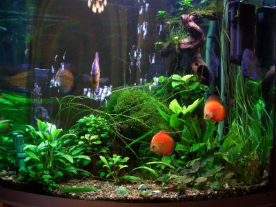 Мой аквариум с дискусами 180 литров (Морозов Алексей)