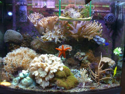 Морской аквариум риф в 120 литрах (Морозов Алексей)