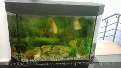 Умирают рыбки в аквариуме - Фото аквариума.JPG