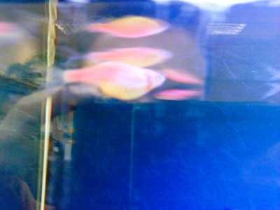 Фото Первый в жизни аквариум (photo#4558)
