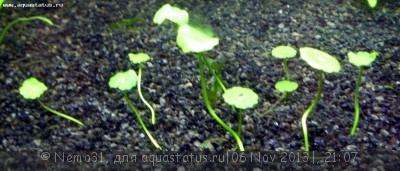 Опознание аквариумных растений - Foto 2.jpg
