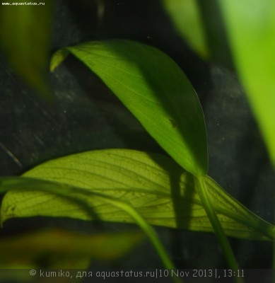 Опознание аквариумных растений - P1014498.JPG