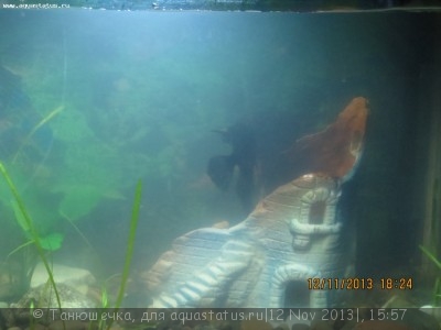 Побелела вода в аквариуме - IMG_1295.JPG