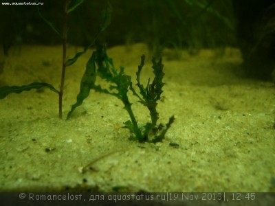 Опознание аквариумных растений - DSCF8357.jpg