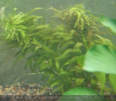 Опознание аквариумных растений - лимнофила.jpg