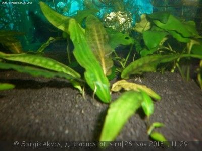 Фото Опознание аквариумных растений (photo#47146)