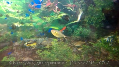 Умирают рыбки в аквариуме - WP_20131129_001.jpg