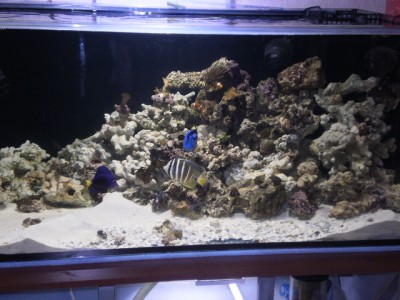 Мой морской аквариум 400 литров mishael  - 1.JPG