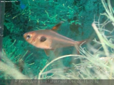 Помогите опознать рыбку опознание рыб  - орнатус (1).JPG